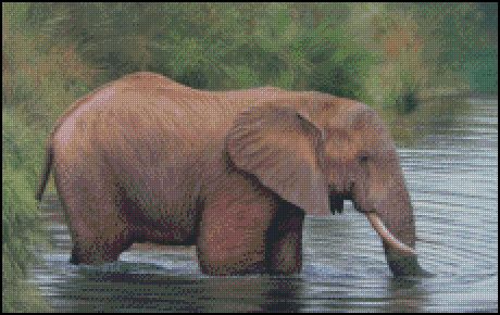 (image for) African Elephant in the Water